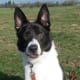 Border Collie - pastoral or herding group