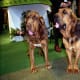 Bloodhounds - hound group