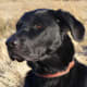 Labrador Retriever - Gun Dog Group
