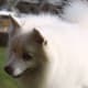 Japanese Spitz