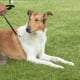 Smooth collie