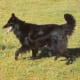 Belgian shepherd dog (Groenendael variety)