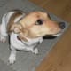 Jack Russell Terrier - terrier group (although strictly speaking the Parson Jack Russell is the official group member)