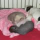 Chi Chi Puppies at Three Weeks Old (chihuahua x Chinese crested - a Toy Group Mix