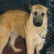 Belgian shepherd dog - Laeknois variety