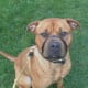 Dogue de Bordeaux wearing a head collar