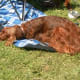 Irish Setter