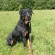 Rottweiler - Working Group