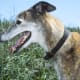 Greyhound