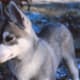 Husky puppy