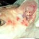Cats develop hairless patches when affected by ringworm