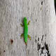why-do-lizards-lose-their-tails-limb-regeneration