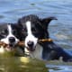 Border Collies