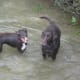 Our dogs never get tired of being in the lake.