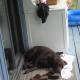 Swimming in the lake all day is a great way to tire the dogs out!
