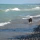 Zoey walking in the waves of Lake Huron.