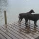 Contemplating a jump into the lake.