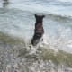 Splashing around in the lake.