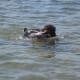 Our Australian Shepherd, Maggie, playing frisbee in the lake.