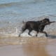Zoey fetching a stick from the ocean in PEI.