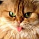 Grumpy cat.