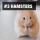 3. Hamsters