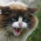 Mad cat.
