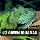 2. Green Iguanas