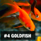 4. Goldfish