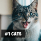1. Cats