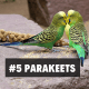 5. Parakeets