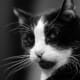 Bossy cat.