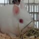 Pink eyed white Netherland dwarf Rabbit (albino)