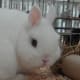 Blue eyed white Netherland dwarf rabbit