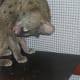 My genet, licking coconut oil off of his exposed skin.