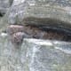 This milk snake is resting comfortably in the rock wall leading up to my front walkway. The snake was a regular visitor in this spot for several weeks, and measuring the shed skin that is left behind, it was almost four feet long.