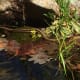A Garter Snake Skims Across Our Pond (photo by the author)