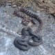 garden-snake