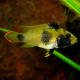 Dwarf cichlids like this Apistogramma are beautiful but sensitive.