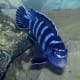 In the alkaline water needed by Malawi cichlids nitrite is as toxic as ammonia