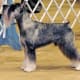 Standard Schnauzer
