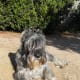 Miniature Schnauzer