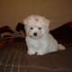 Maltese puppies do not have much hair to comb.