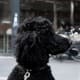 Black standard Poodle.