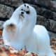 Most people are not able to keep a Maltese like this, and prefer a "puppy cut", which is easier to brush.