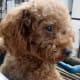Apricot Poodle.