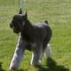 Giant Schnauzer