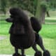 Black Poodle with a show cut.