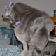 Silver Poodle.