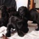 Giant Schnauzer puppies